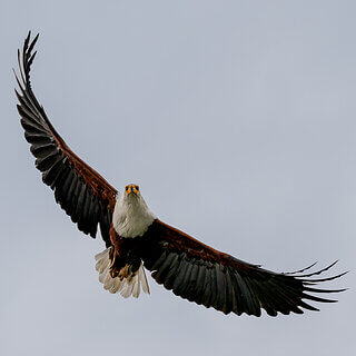Lake Naivasha - African fish eagle